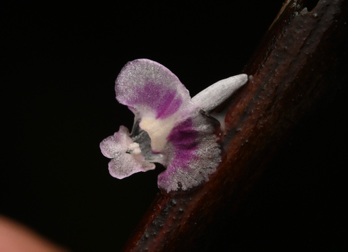 Swollen bladderwort (Utricularia benjaminiana)