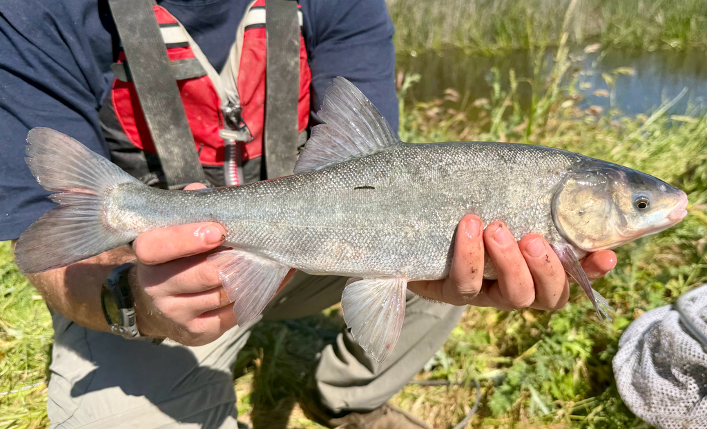 Sacramento blackfish (Orthodon microlepidotus) — Cyprinidae