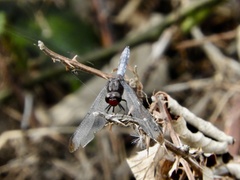 Erythrodiplax atroterminata