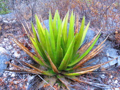 Agave triangularis