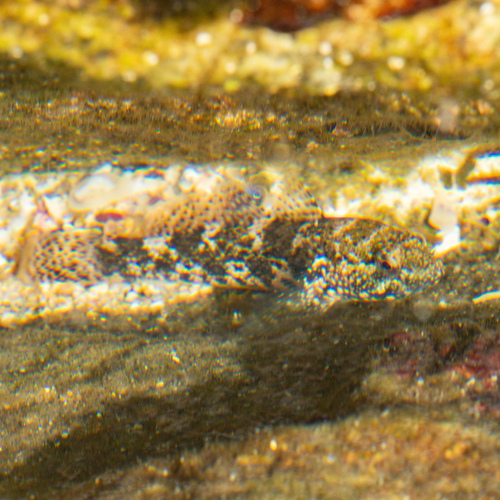 Gobius cobitis