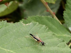 Cranistus colliurides