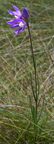 Raphionacme linearis