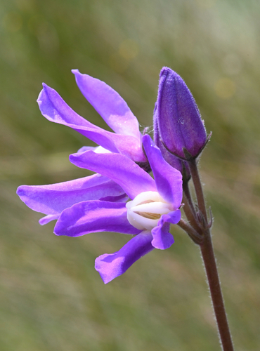 Raphionacme linearis