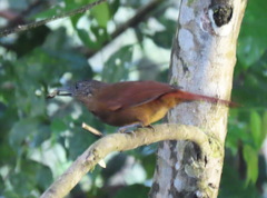 Thripadectes virgaticeps