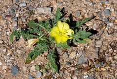 Oenothera primiveris