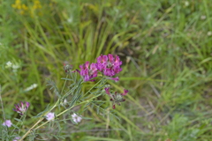 Astragalus cornutus
