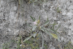 Convolvulus lineatus