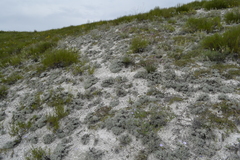 Artemisia hololeuca