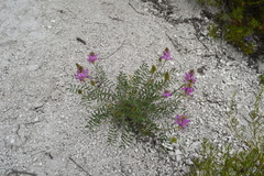 Hedysarum ucrainicum