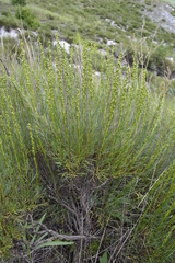 Artemisia salsoloides