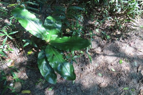 Scadoxus puniceus (Scadoxus puniceus)