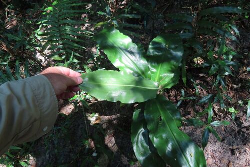 Scadoxus puniceus, photograph 5