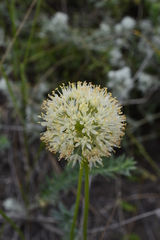 Allium flavescens