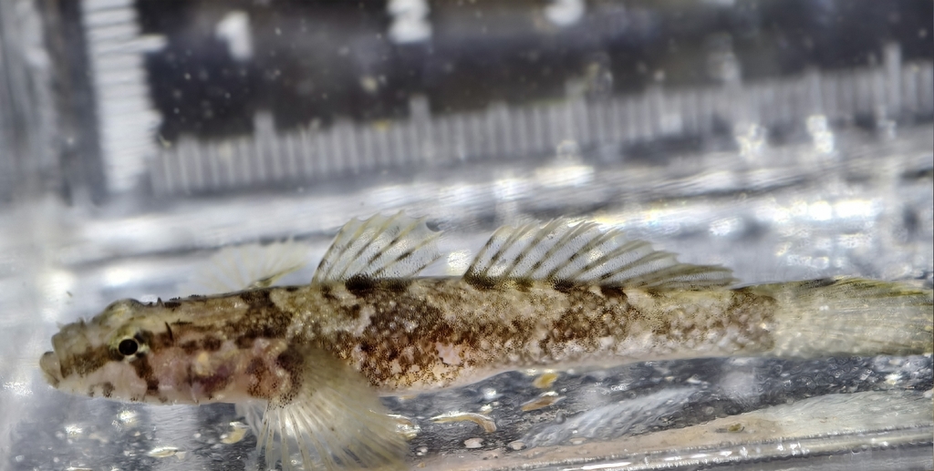 Okinawa Flap-headed Goby