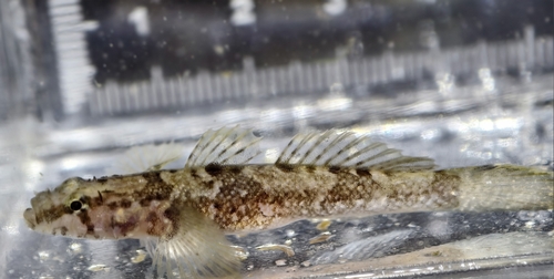 Callogobius okinawae observed 2026-03-20