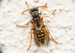 Polistes associus