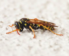 Polistes associus