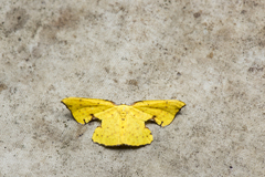 Corymica spatiosa
