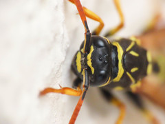 Polistes associus