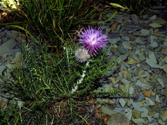 Ptilostemon echinocephalus
