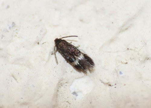 Pygmy Sorrel Moth (Enteucha acetosae) · iNaturalist