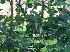 Ribes divaricatum