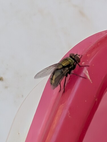 Unknown species found near Corona, CA, USA