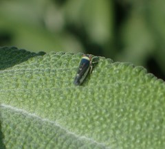 Colladonus montanus reductus