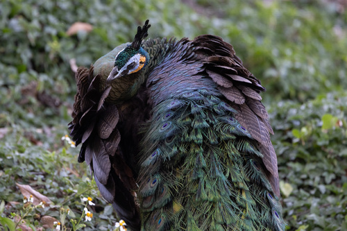 Green Peafowl
