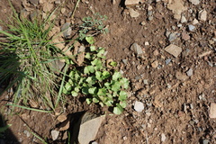 Dichondra occidentalis