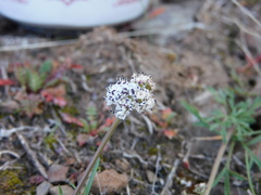 Lomatium gormanii