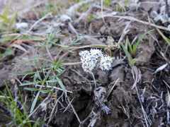 Lomatium gormanii