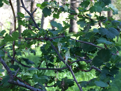 Ribes divaricatum