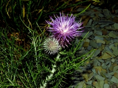 Ptilostemon echinocephalus