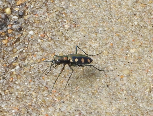 Golden-spotted Tiger Beetle