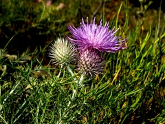 Ptilostemon echinocephalus