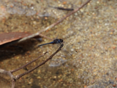 Indigo Dropwing