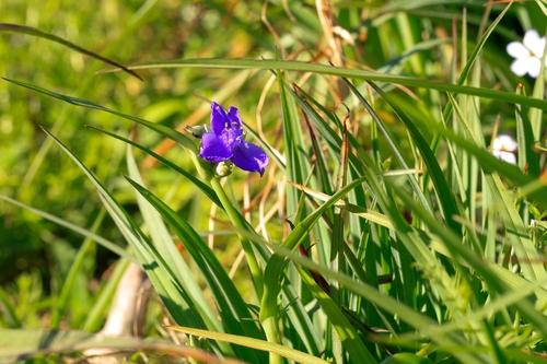White spiderwort