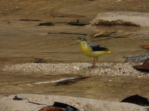 Grey Wagtail