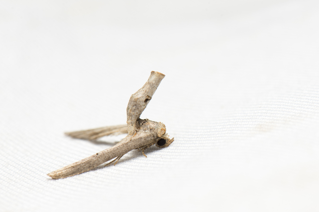 Anigraea homochroa