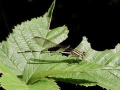 Argia joergenseni