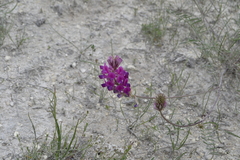 Hedysarum ucrainicum