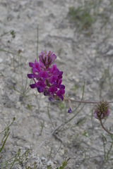 Hedysarum ucrainicum