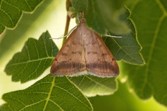 Pyrausta fodinalis