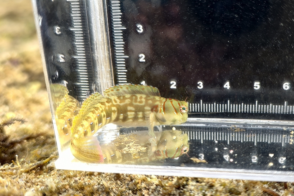 Dashed-line Blenny
