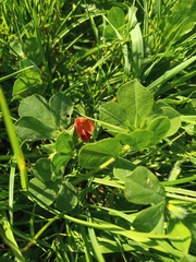 Lotus tetragonolobus