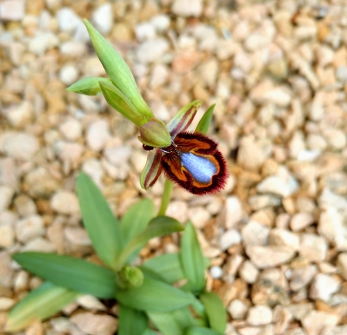 Mirror orchid