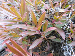 Penstemon fruticosus