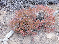 Penstemon fruticosus